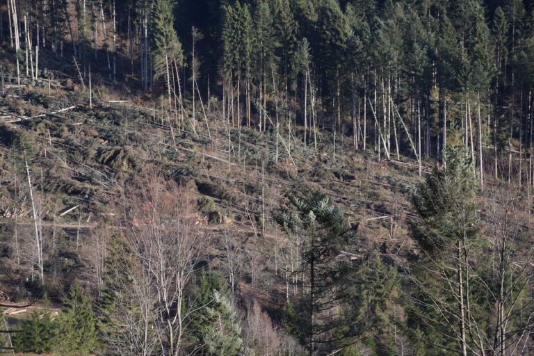 Tempesta val di vaia