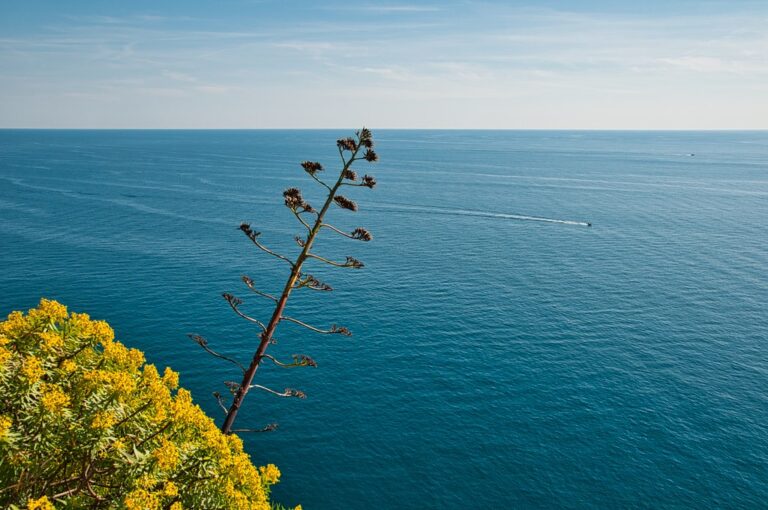Mediterraneo