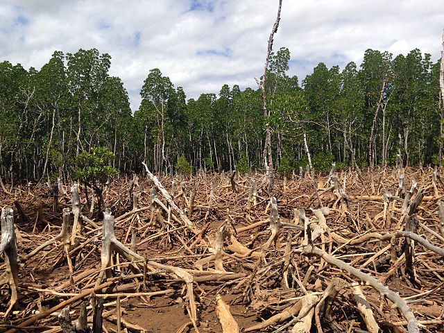 Madagascar deforestation