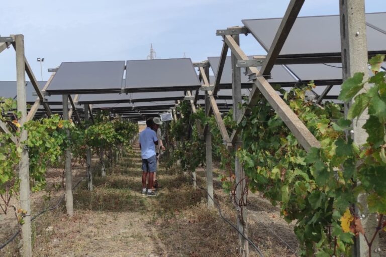 Il vigneto agrivoltaico dell'Azienda Svolta di Gioia del Colle (Ba) - Fonte foto: Giuseppe Ferrara del Dipartimento di Scienze del Suolo, della Pianta e degli Alimenti presso l'Università degli Studi di Bari