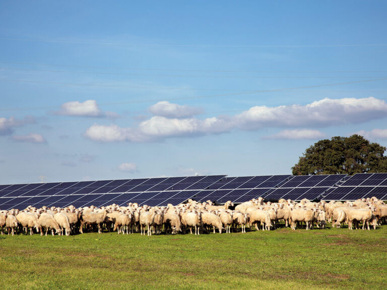 Montalto di Castro - IberdrolaTerraProject_Italia Solare_037