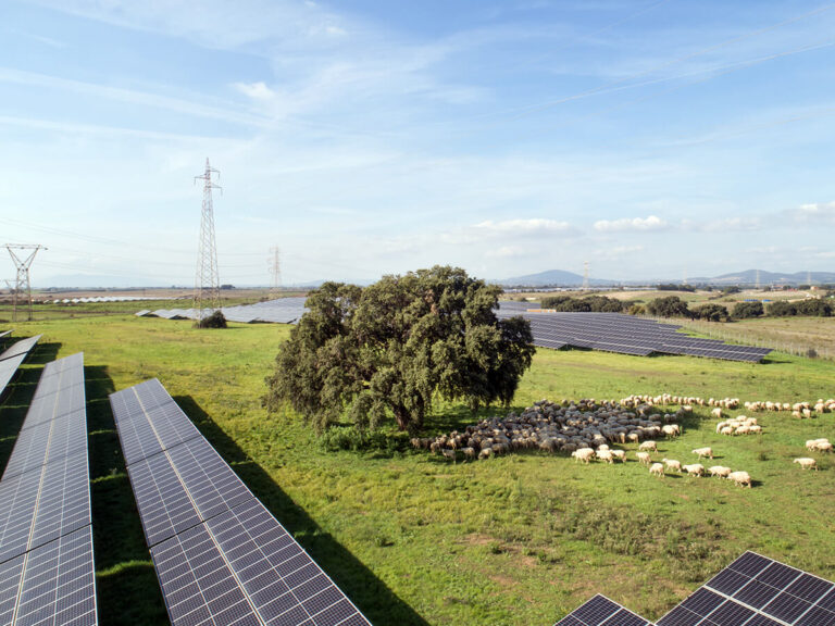 Montalto di Castro - IberdrolaTerraProject_Italia Solare_038